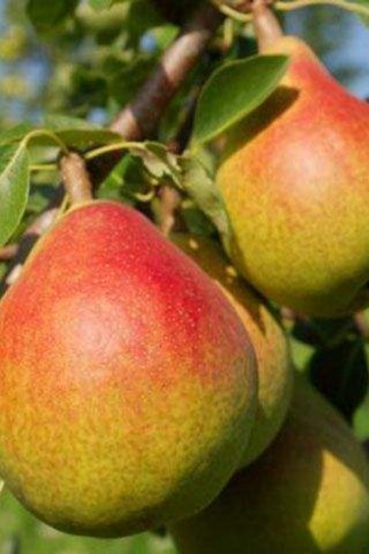 Груша звичайна ‘Олександрівка’|Pyrus communis ‘Oleksandrivka’|Груша обыкновенная ‘Александровка’